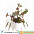 wholesale ornamental plants Small white porcelain plastic succulent plant bonsai